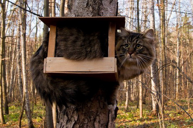 Коты- преступники Коты- преступники животные, юмор