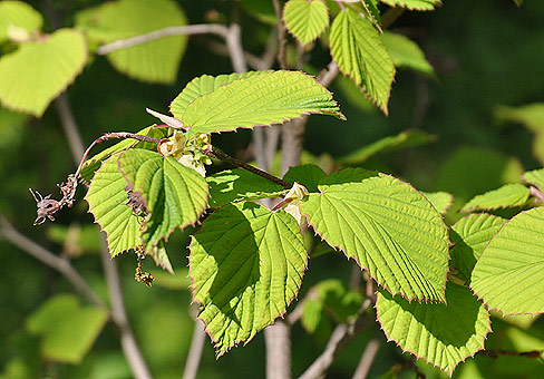 Корилопсис (Corylopsis) Корилопсис (Corylopsis)