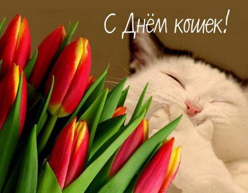 Поздравление с днём кошек Поздравление с днём кошек