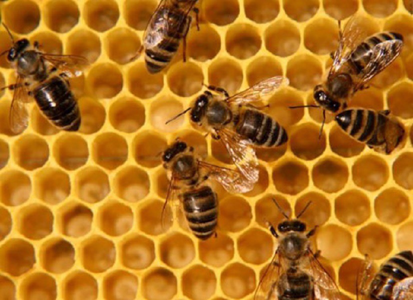 Немного о пчелах животные, мир, мёд, насекомые, нектар, пчёлы