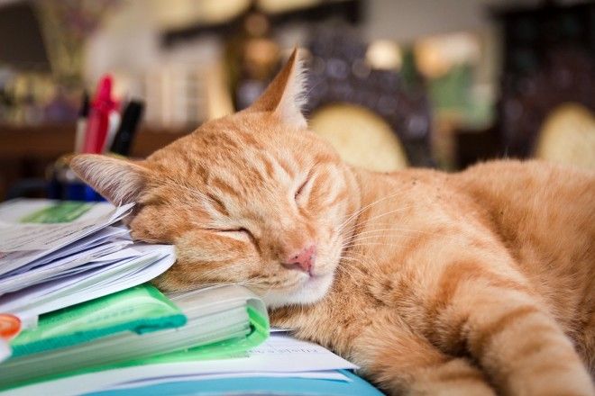 КОТЭ-ФАКТЫ. О ТОМ, ЧЕГО ВЫ НЕ ЗНАЛИ ОБ УСАТЫХ ЛЮБИМЦАХ! КОТЭ-ФАКТЫ. О ТОМ, ЧЕГО ВЫ НЕ ЗНАЛИ ОБ УСАТЫХ ЛЮБИМЦАХ!