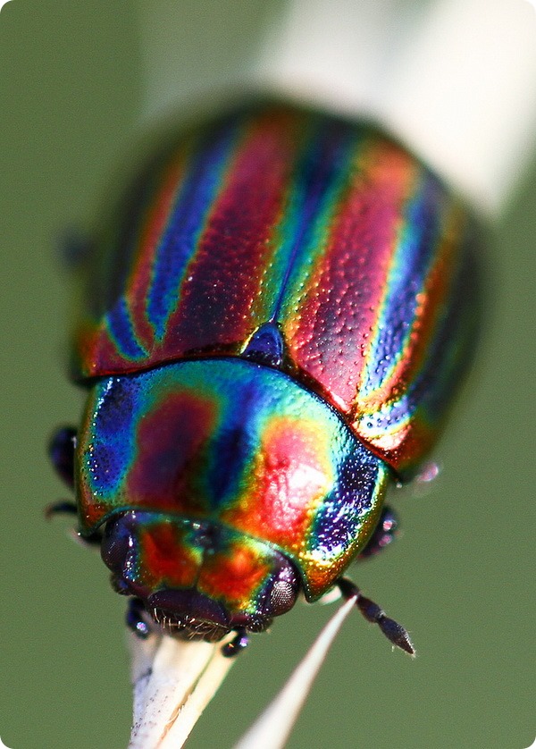   (. Chrysolina cerealis)