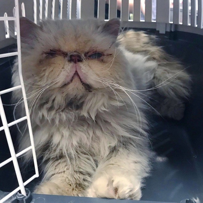 Кошка заболела Кошка в переноске