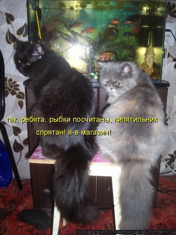 Лучшие котоматрицы недели