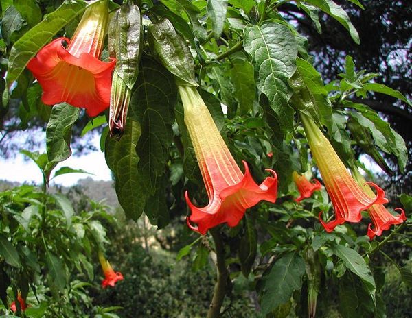 Brugmansia sanguinea