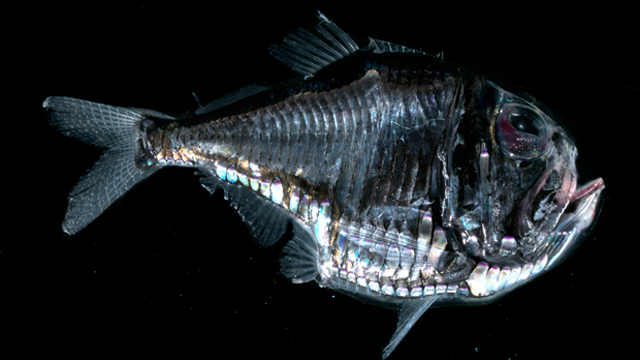20. Рыба-топорик (Marine hatchetfish) 20. Рыба-топорик (Marine hatchetfish) животные, факты