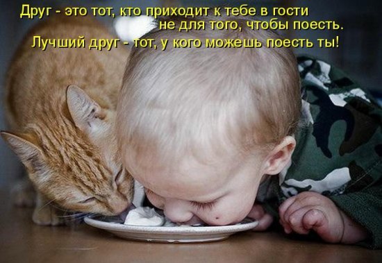 Котоматрица 12