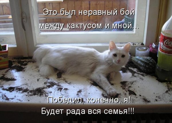 Котоматрица 9