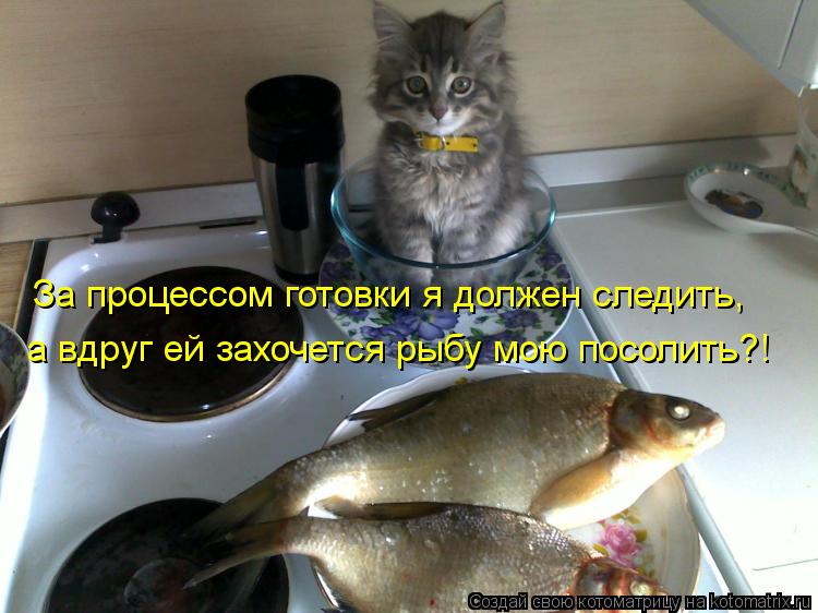 Котоматрица: За процессом готовки я должен следить, а вдруг ей захочется рыбу мою посолить?!