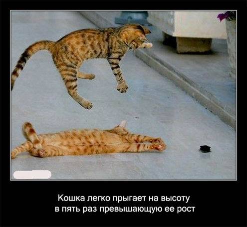 Интересные факты о кошках в картинках Интересные факты о кошках в картинках