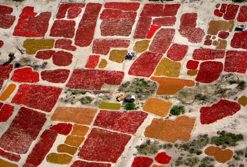Сбор урожая красного перца чили. Фото: AP