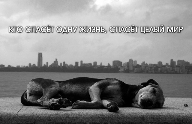 Здравствуй, я — Смерть. Посмотри мне в глаза… Не бойся, сегодня я пришла не за тобой. Я пришла за твоей старой собакой…