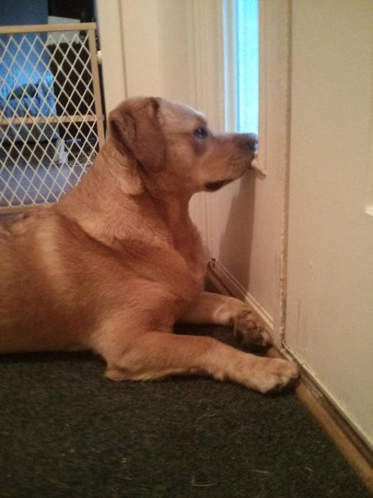 Домашние питомцы ждут хозяев с работы Домашние питомцы ждут хозяев с работы животные, ожидание, хозяин