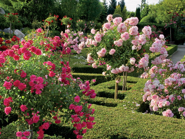 4497432_rosesingardeninspiration32 (600x450, 184Kb)