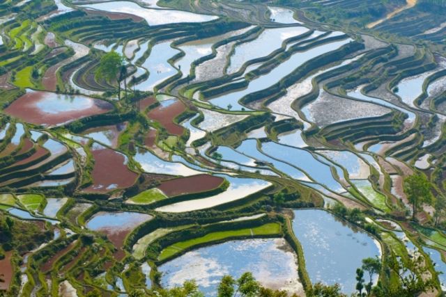 Рисовые террасы Юньнань красиво, природа, фото