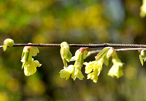 Корилопсис (Corylopsis) Корилопсис (Corylopsis)