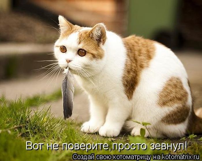 Котоматрица №32