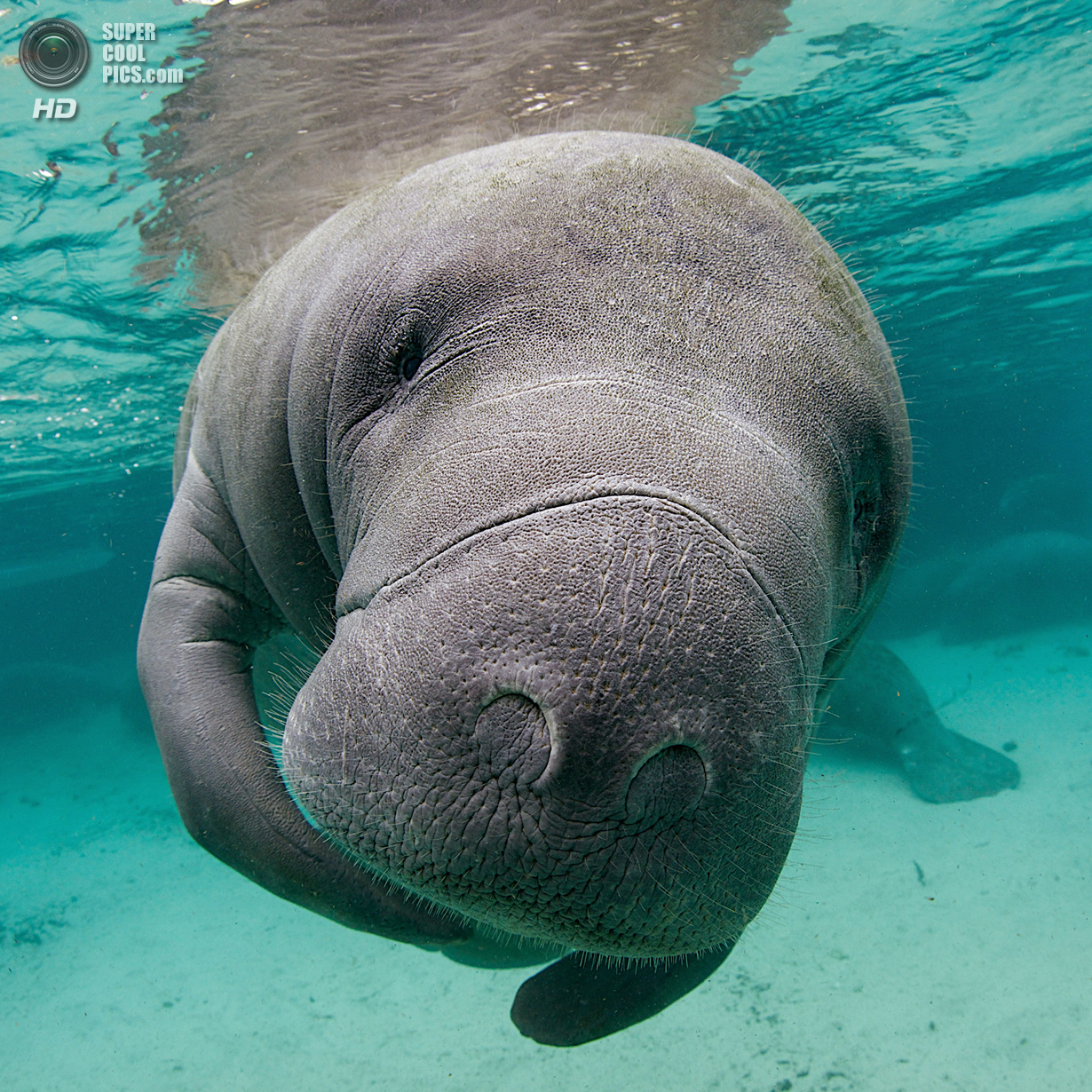: Freshwater. 1 . (Ellen Cuylaerts/UnderwaterPhotography.com)