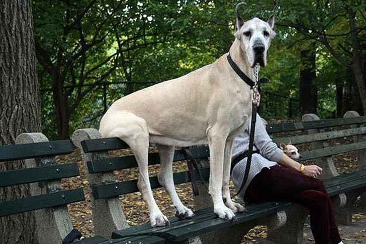 30 неприхотливых собак, которые будут сидеть везде, где им вздумается comfydogs01 30 неприхотливых собак, которые будут сидеть везде, где им вздумается