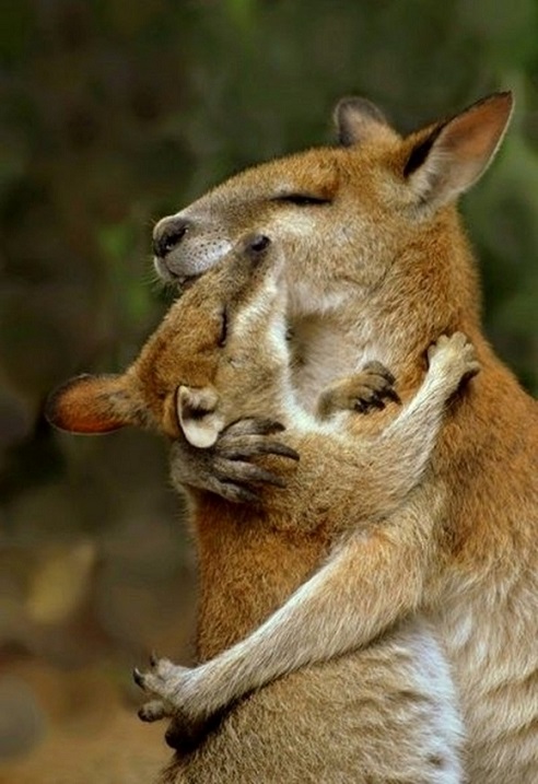 Животные обнимаются. Фото
