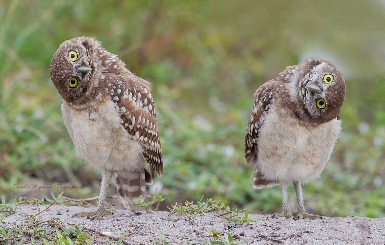 Кроличий сыч. Автор - <a href=