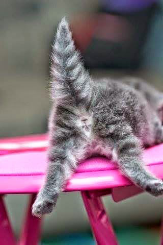 Смешные кошки