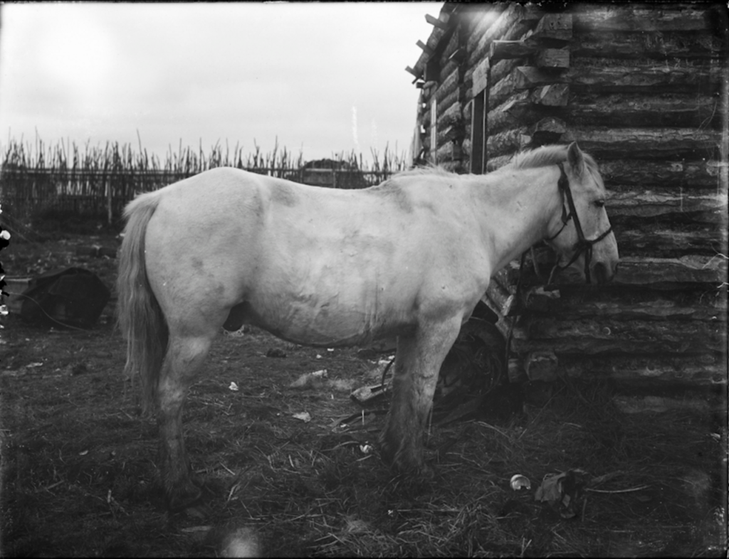 Народности крайнего Севера в России в 1900 году