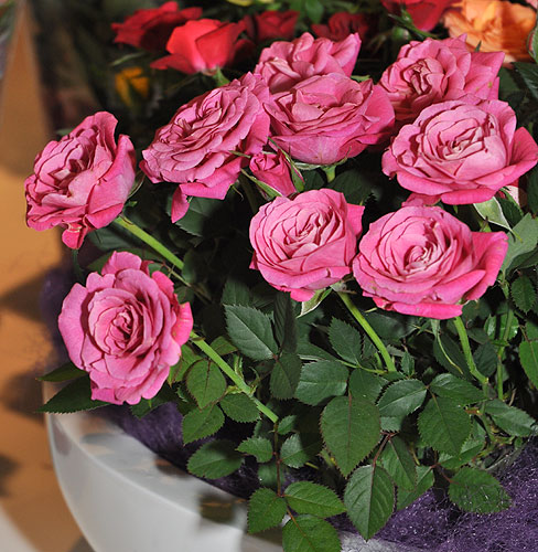 Роза (Rosa) Роза (Rosa)