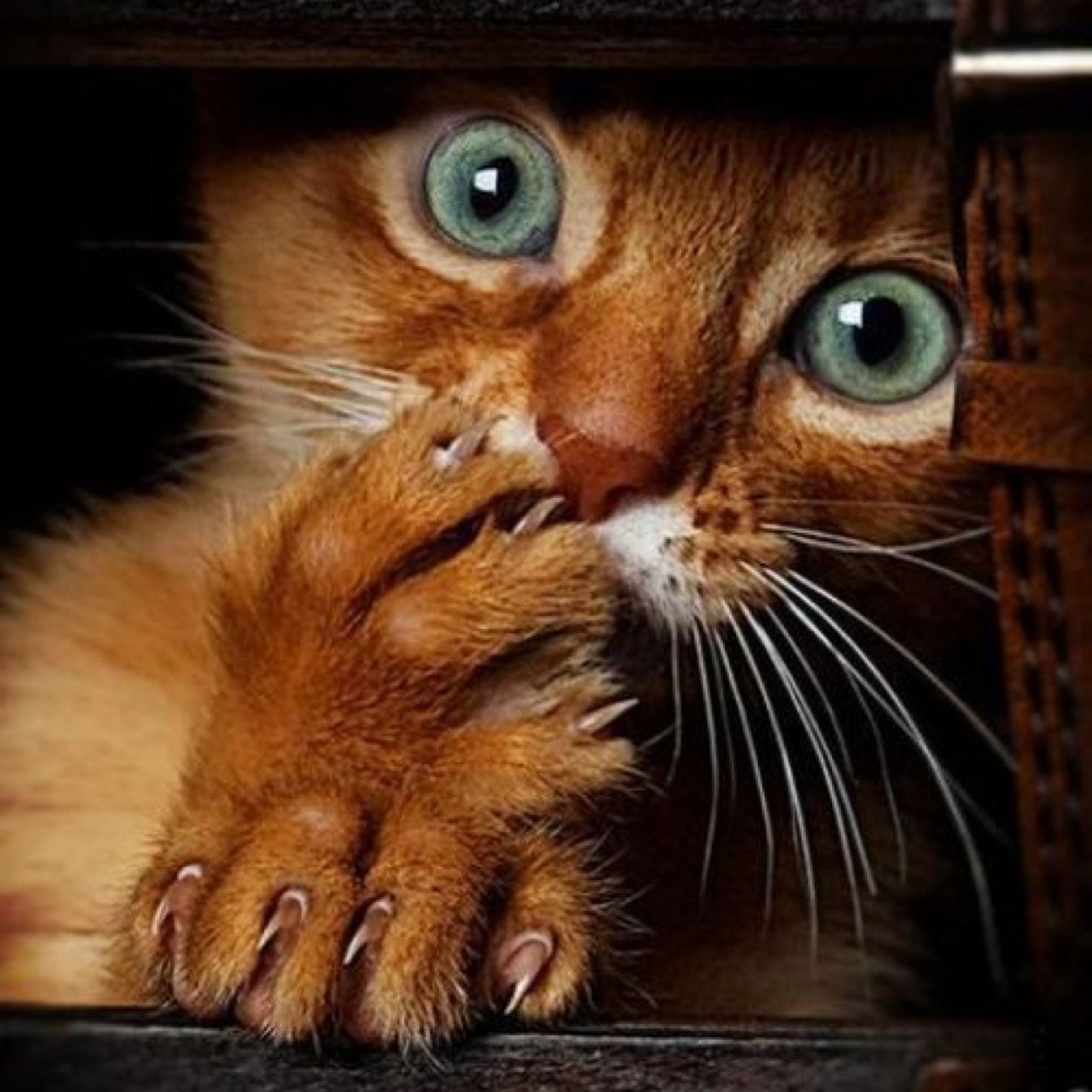 Закон и порядок в США