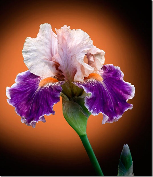 0_33d95_9c5a58df_orig 0_33d95_9c5a58df_orig