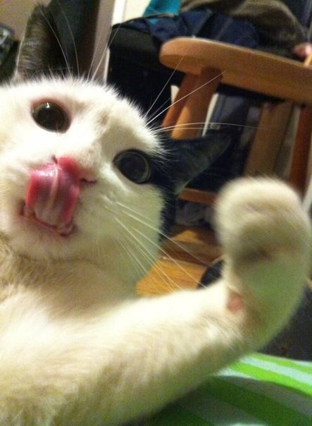 10 фотографий кошек, которые подарят вам улыбку животные, коты