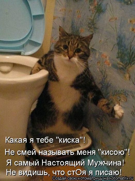 Лучшие котоматрицы прошедшей недели