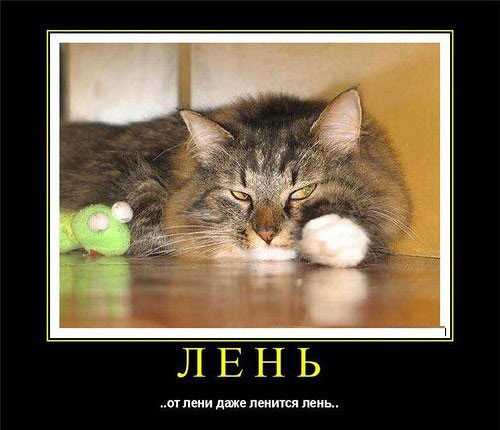 Смешные кошки