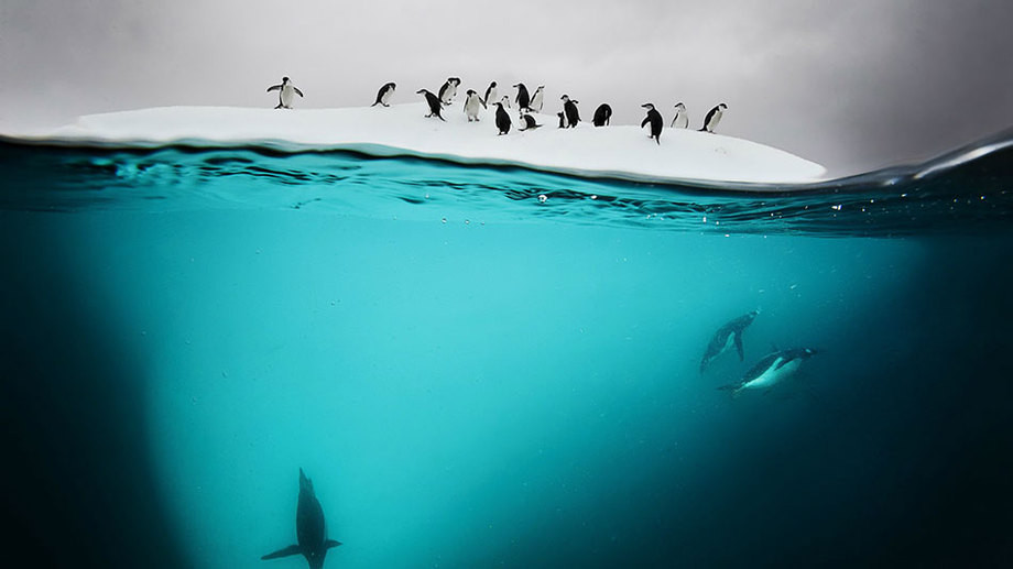 Пингвины, лед и свет. животные, история, музей, прикол, природа, фотографии