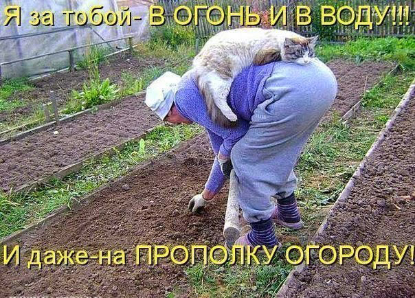 Смешные кошки