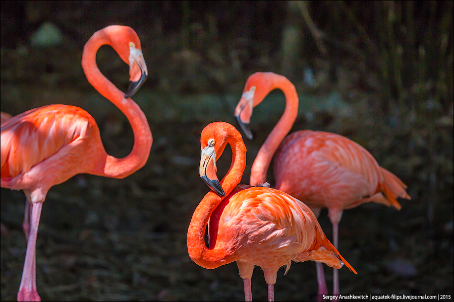 Dominikan flamingo / Доминиканские фламинго