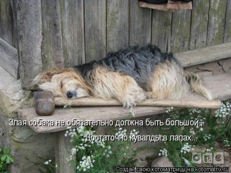 котомашечки от Лисицы))