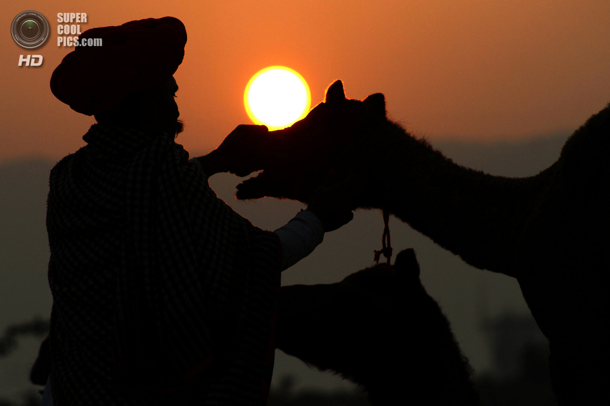 Индия. Пушкар, Раджастхан. 7 ноября. На ярмарке верблюдов. (AP Photo/Deepak Sharma)