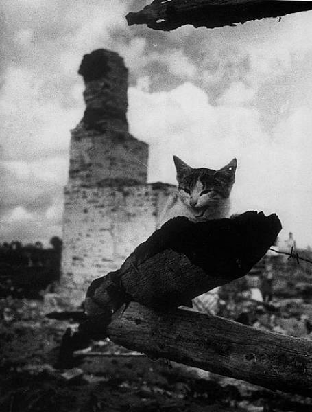 Кот Маркиз. Удивительная история