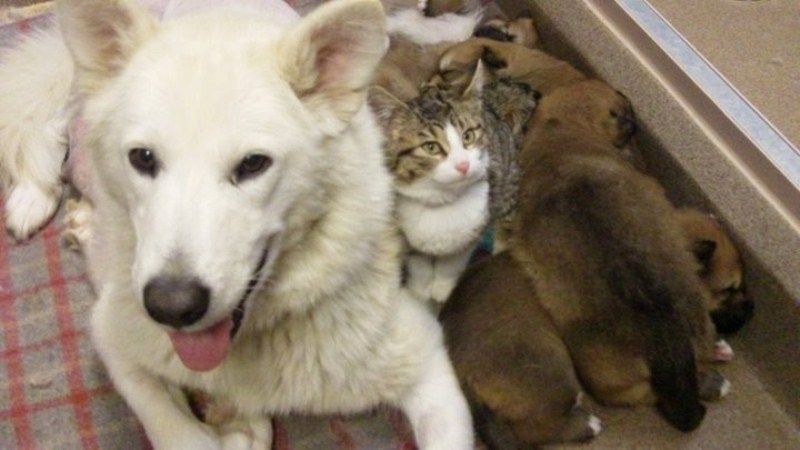 забавные фотографии животных