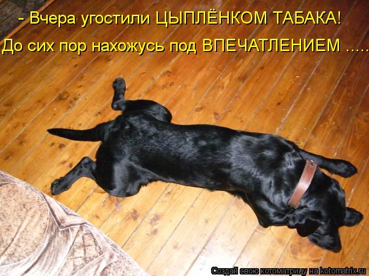 Котоматрица: - Вчера угостили ЦЫПЛЁНКОМ ТАБАКА! До сих пор нахожусь под ВПЕЧАТЛЕНИЕМ .......