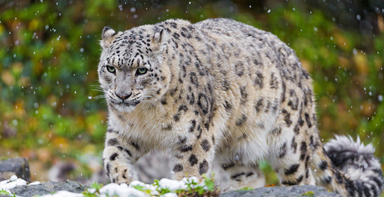 Редкие животные России