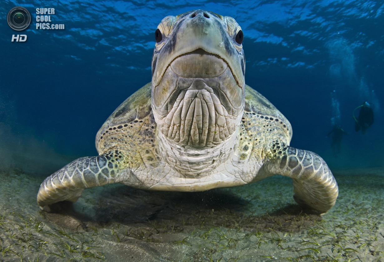 : Wide-angle/Close Focus. 1 . (Helmy Hashim/UnderwaterPhotography.com)