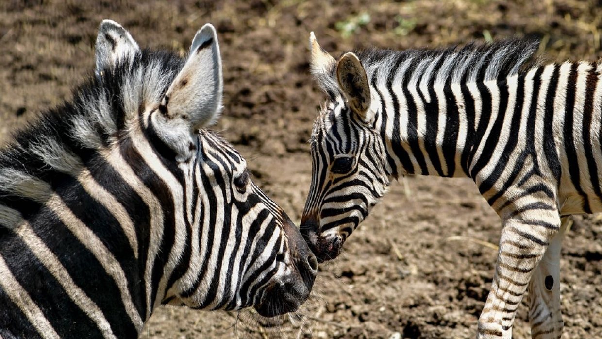 Первая зебра родилась в зоопарке в Приморском крае