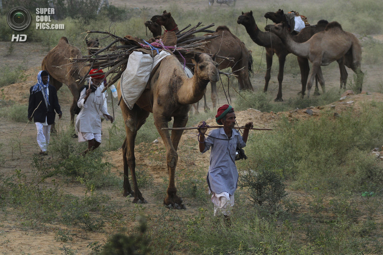 Индия. Пушкар, Раджастхан. 6 ноября. На ярмарке верблюдов. (AP Photo/Deepak Sharma)