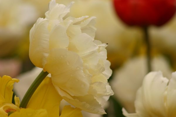 Махровые ранние тюльпаны