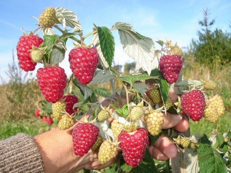 Как получить небывалый урожай малины?