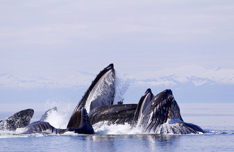 Горбатые киты на Аляске