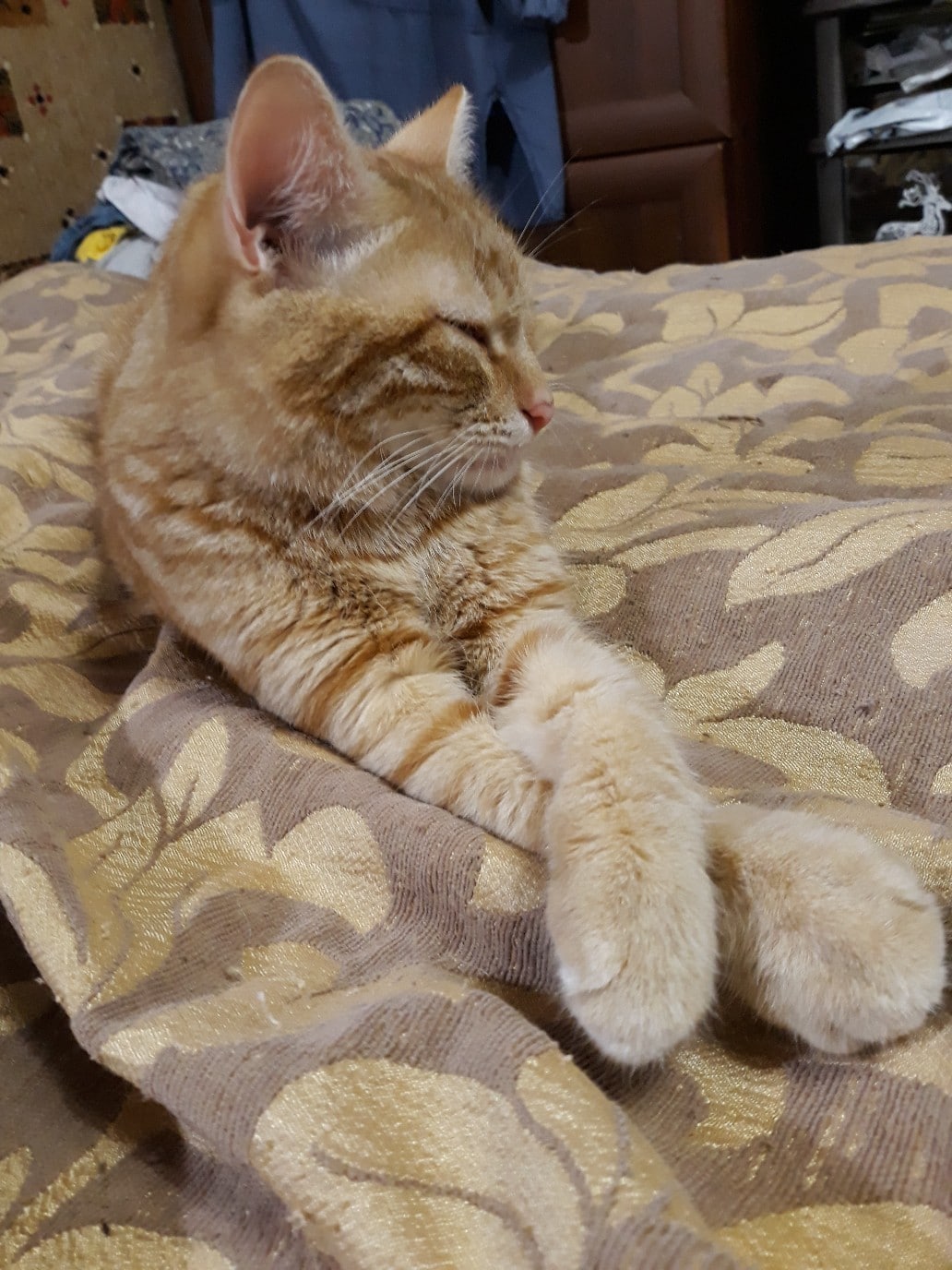 котенок нашел дом кот на кровати