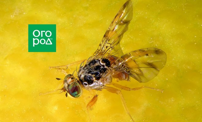 Средиземноморская плодовая муха: что это за «зверь» и с чем ее можно случайно съесть